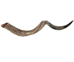 Yemenite Shofar: Large — The Storehouse of JesusThe Storehouse of Jesus