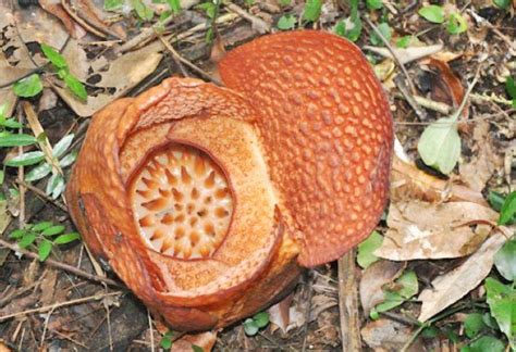 Pertama Kali Terjadi, Rafflesia Arnoldi R.Br Mekar di Luar Habitatnya | Yogya Pos | yogyapos.com