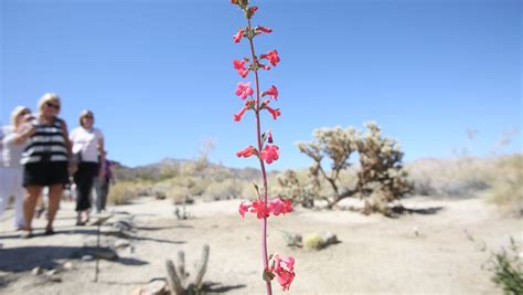 Wildflowers in the desert