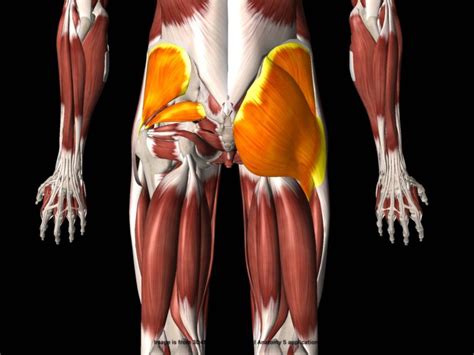 Stretch the Hip Abductor Muscles to help with hip and back function.