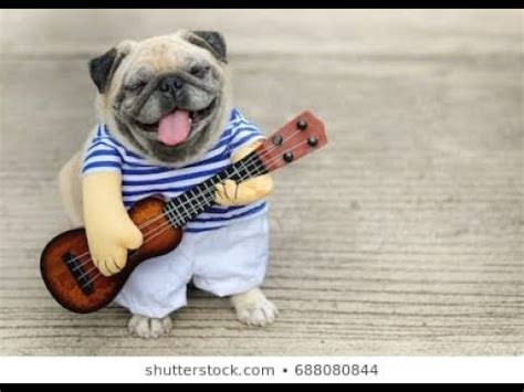 THE DOG PLAYING WITH GUITAR!!FUNNY!! - YouTube