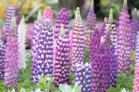 How To Grow Lupines - The Perennial That Actually Improves Soil!