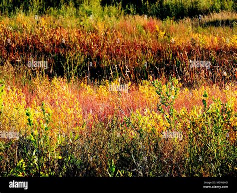 Wetland Plants and Grasses Stock Photo - Alamy