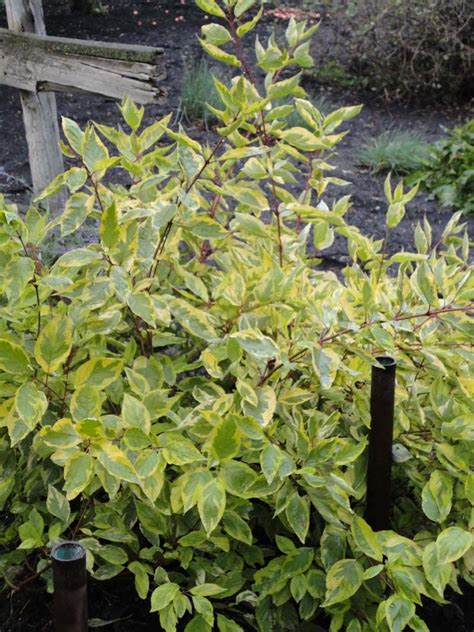 variegated dogwood shrub | Dogwood shrub, Shrubs, Dogwood