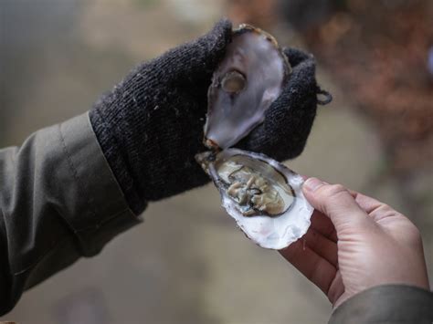 3 Ways to Eat Oysters - wikiHow