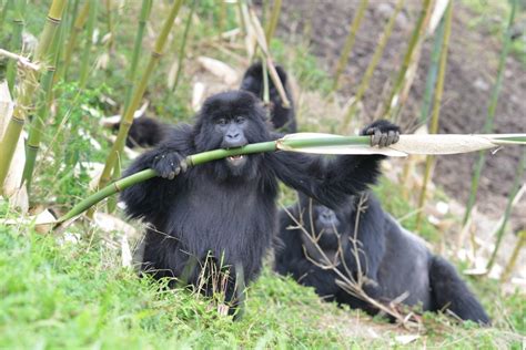 Bamboo season means happy gorillas and extra work! | Dian Fossey