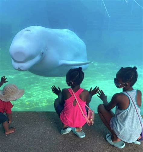 $31.5M plan aims to keep Mystic Aquarium afloat amid COVID pandemic - The Middletown Press