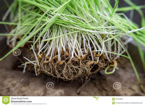 Germinated Sprouts of Seeds Stock Image - Image of green, plant: 61694859