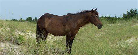 Land Preservation Initiative | Corolla Wild Horses | Corolla Wild Horse Fund