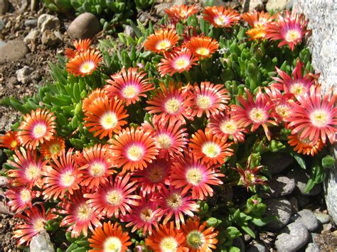 Delosperma dyeri - Ice Plant | World of Succulents