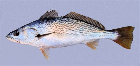 Striped Corvina | Mexico – Fish, Birds, Crabs, Marine Life, Shells and ...