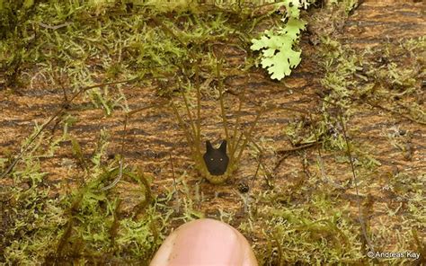 Bunny Harvestman Spider - an 8-Leg Species with a Dog Head - Odd Facts