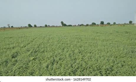 Chickpeas Plants Field Known Harbara Harbhara Stock Photo 1628149702 ...