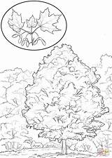Sugar Maple coloring Page  Free Printable Coloring Pages sketch template