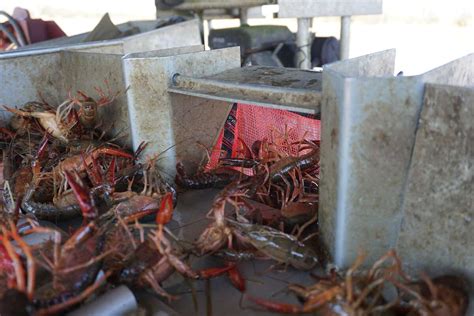 Behind the scenes of Texas crawfish farming