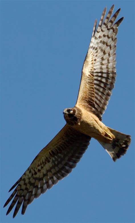 Northern Harrier | San Diego Bird Spot