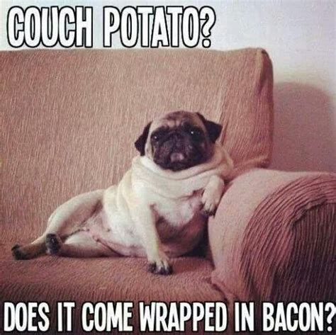 Couch Potato Funny Dog Memes, Funny Dogs, Funny Animals, Pug Meme, Fat Animals, Funny Pug ...