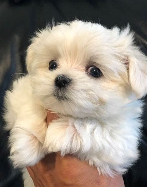 Maltese Puppies For Sale | Yazoo City, MS #297373