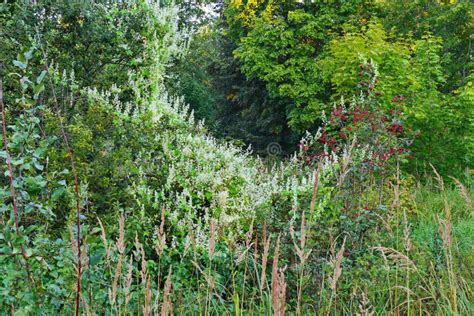 Large Bushes With Small White And Red Flowers Against The Background Of ...