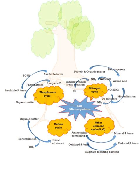 1 The nutrients in soils and their dynamics definitely depend on... | Download Scientific Diagram