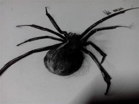 Spider Realistic Drawing