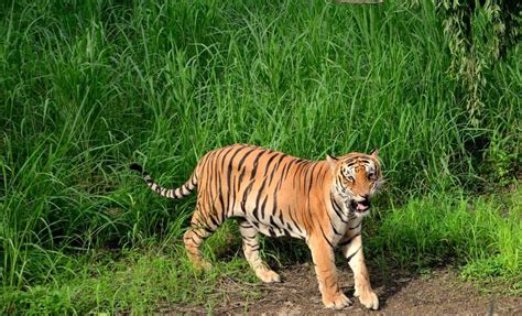 Voyage au Bangladesh | Wildlife tour, Wildlife, Tiger conservation