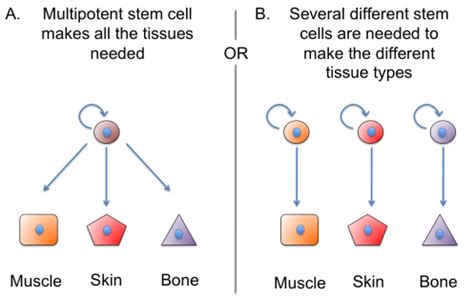 Regeneration: Was ist das und wie funktioniert es? | Eurostemcell