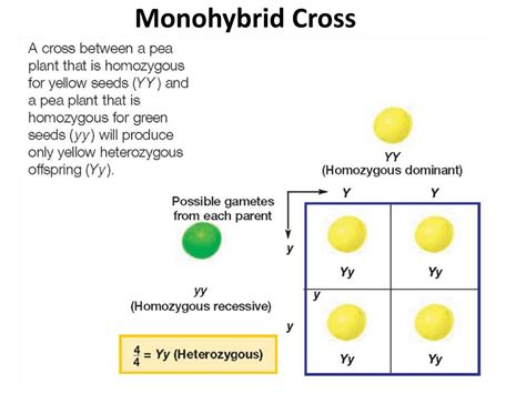 PPT - Monohybrid Cross PowerPoint Presentation, free download - ID:2225907