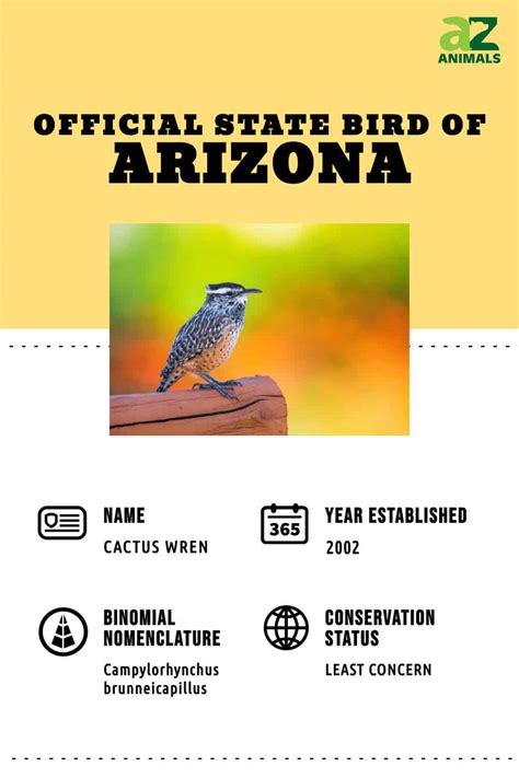 Discover the Official State Bird of Arizona - A-Z Animals