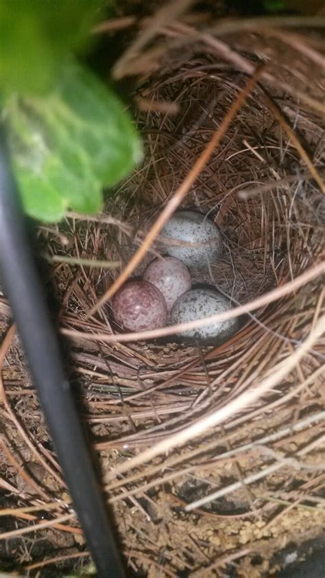 Carolina wren nest on my porch. I’ve seen one,... - LET'S GO BIRDING