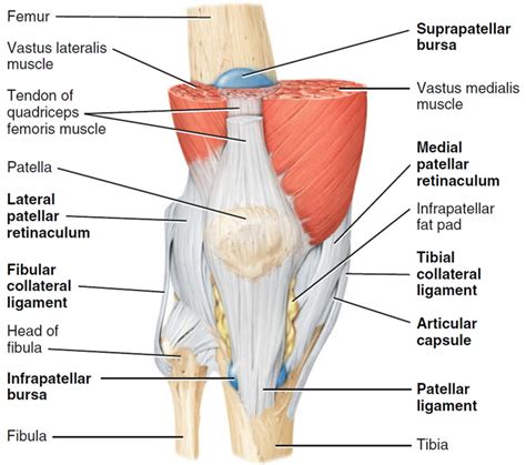 Anatomy Muscle Knee Joint