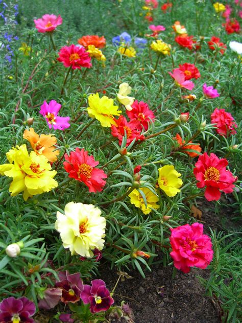 Portulaca Mixed Colors Seed trong 2022 | Hoa đẹp, Hoa, Hình ảnh