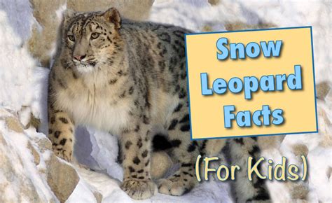 Snow Leopard Facts For Kids: Information, Pictures & Videos