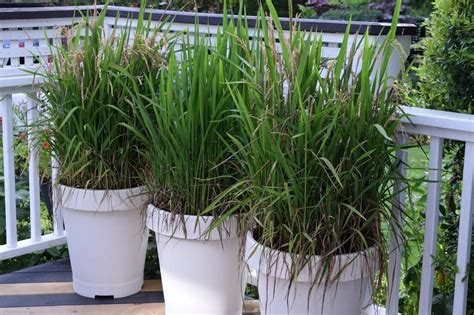 How to Grow Rice in Your Garden? Tips and Techniques