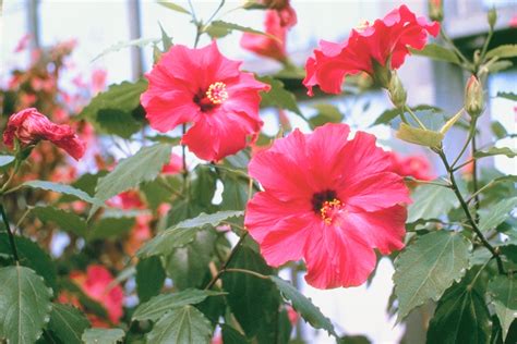 How to Get Rid of Whiteflies on Hibiscus Plants | eHow