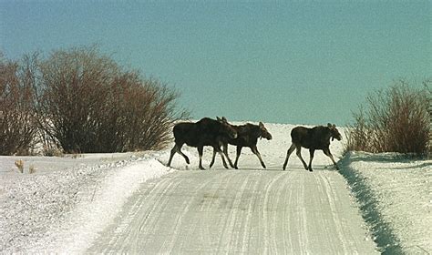 Will There Be A 'Northern Exposure' ReBoot?