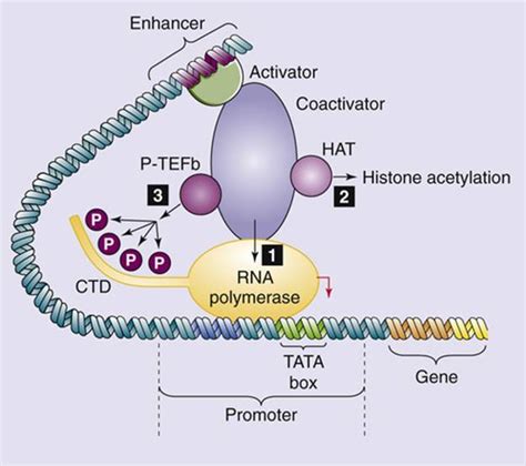 Hierarchy Of The Core Transcription Factors In Immature T | My XXX Hot Girl