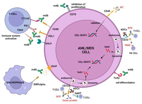 IJMS | Free Full-Text | New Frontiers in Monoclonal Antibodies for the Targeted Therapy of Acute ...