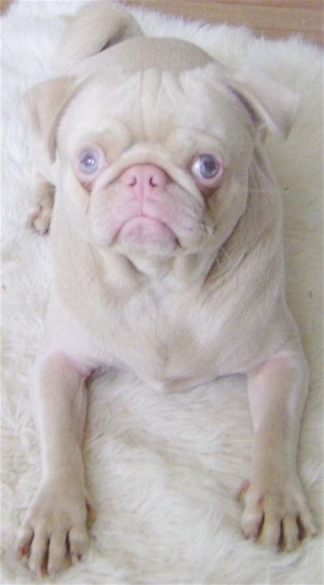 albino pug dog - Dump A Day