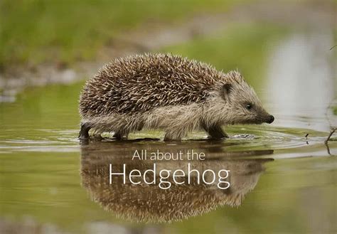 All About the Hedgehog - GardenBird