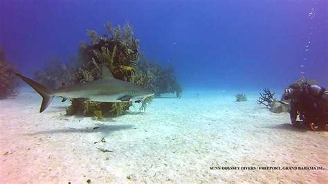Grand Bahama SCUBA Diving Conditions and Forecast: August 2015 - Coastal Angler & The Angler ...