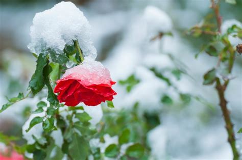 Protecting Roses in Winter | ThriftyFun