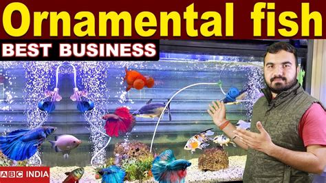 Ornamental fish business | aquarium fish business | aquarium fish ...