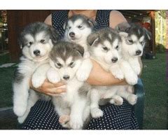 gorgeous Siberian husky puppies - Animals - Amston - Connecticut ...