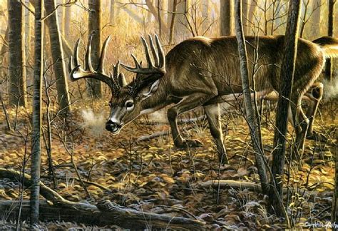 Huge Whitetail Bucks Wallpaper