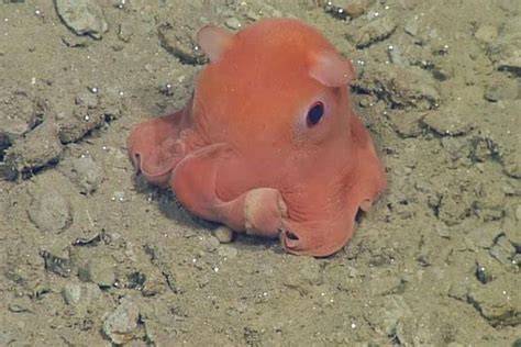 From Blobfish to 'Adorable' Octopus: 9 Animals with Perfect Names ...