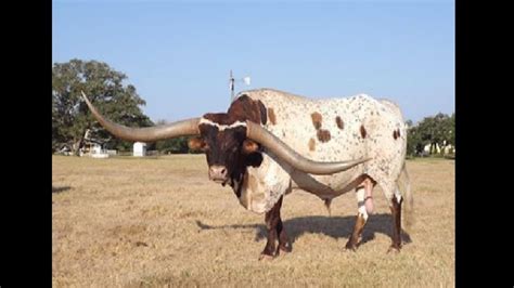 Bull with over 8-feet-long horns grab world record for longest spread horns, surprises netizens ...