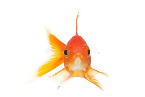 Goldfish Front View Isolated On White Stock Photo - Image of copyspace, swimming: 16017764