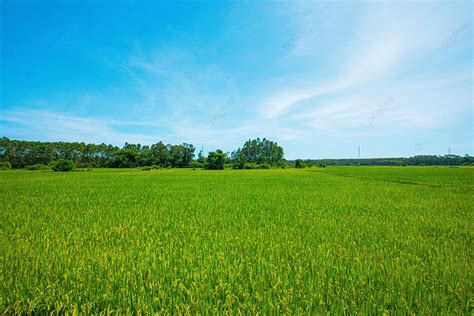 Gambar Gambar Pertumbuhan Sawah Di Sawah Latar Belakang, Beras, Padi ...