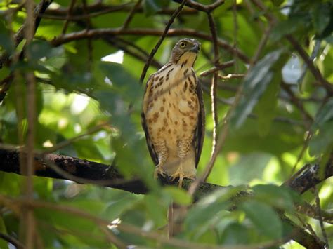 Crested Goshawk - juvenile 01 - Khao Sok NP | DrMince | Flickr